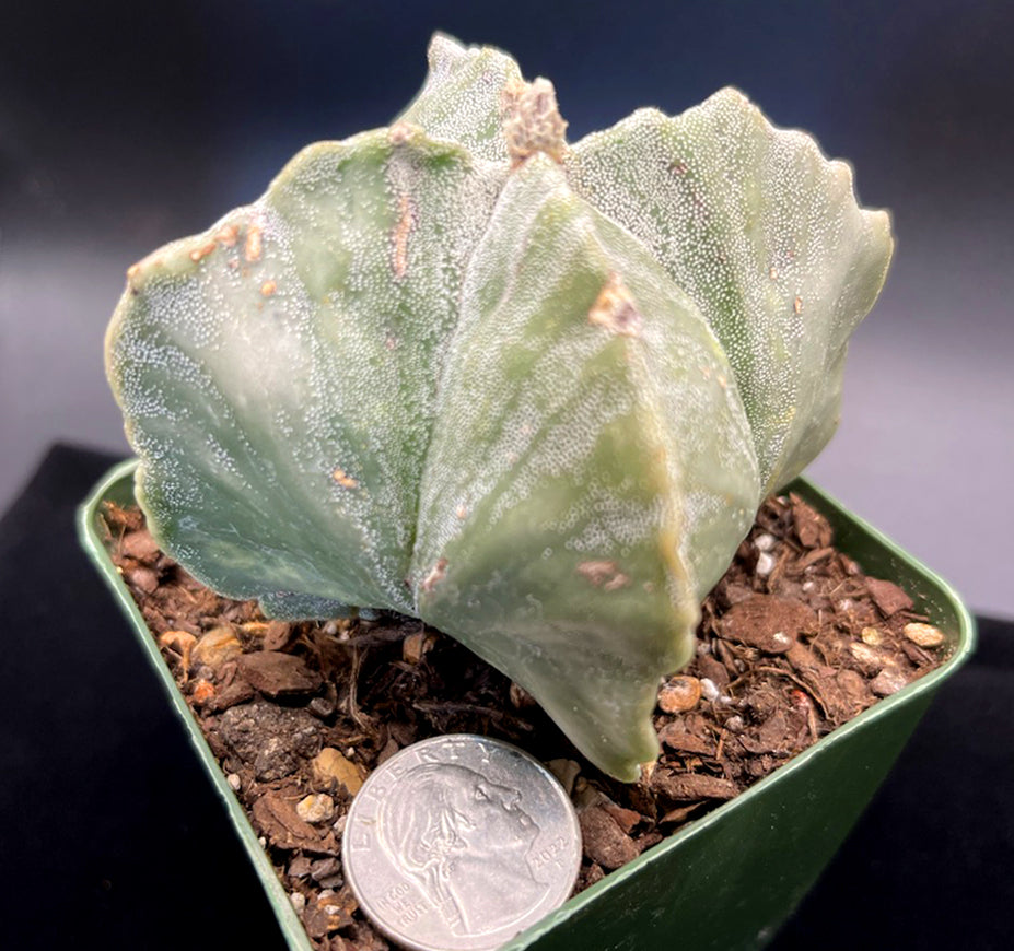 Astrophytum Myriostigma Quadricostatum For Sale, Rare Astrophytum For Sale