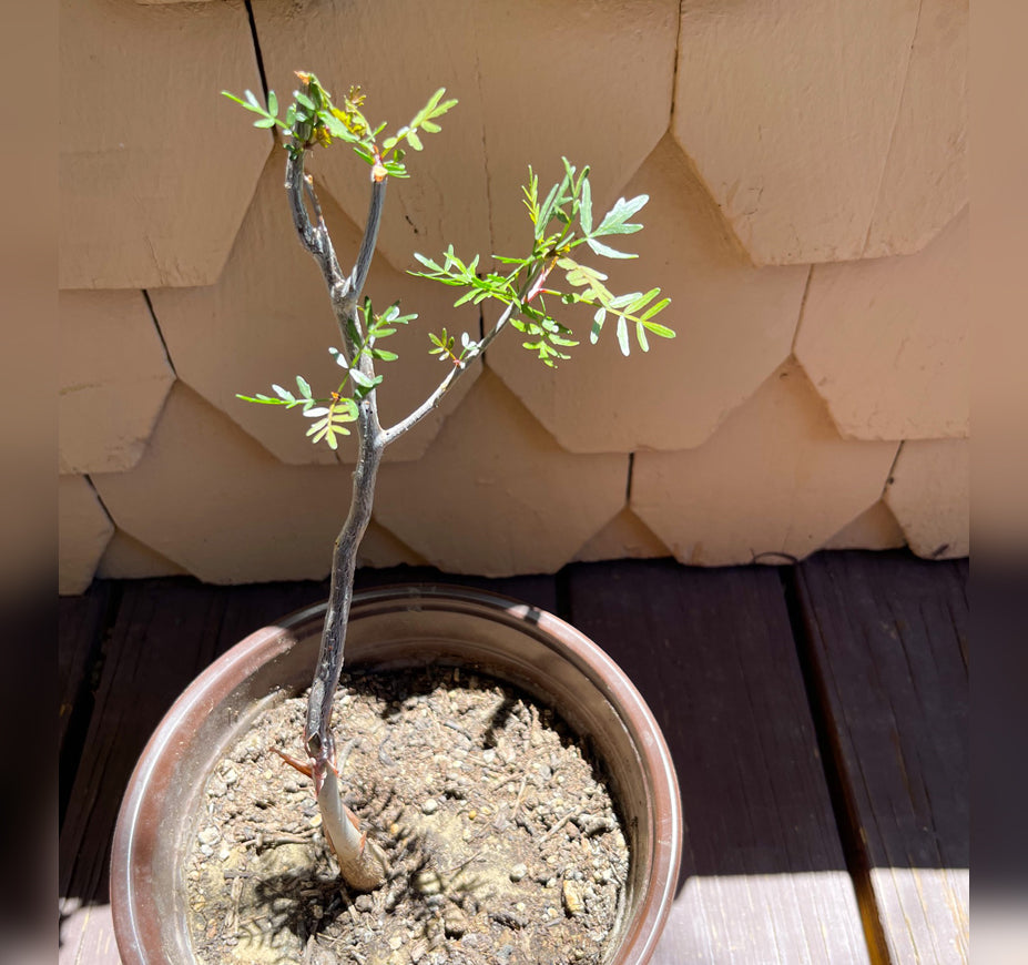 Bursera Microphyulla Copal Tree For Sale Front View