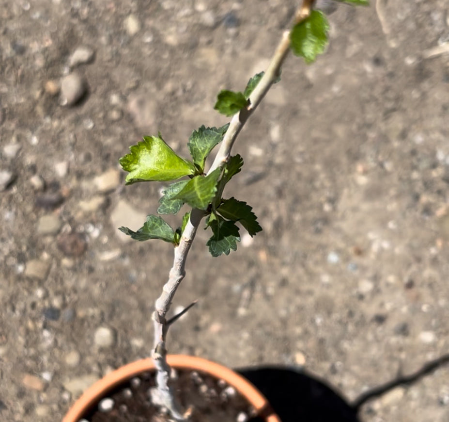 Commiphora Wightii Mukul Myrrh For Sale Front View