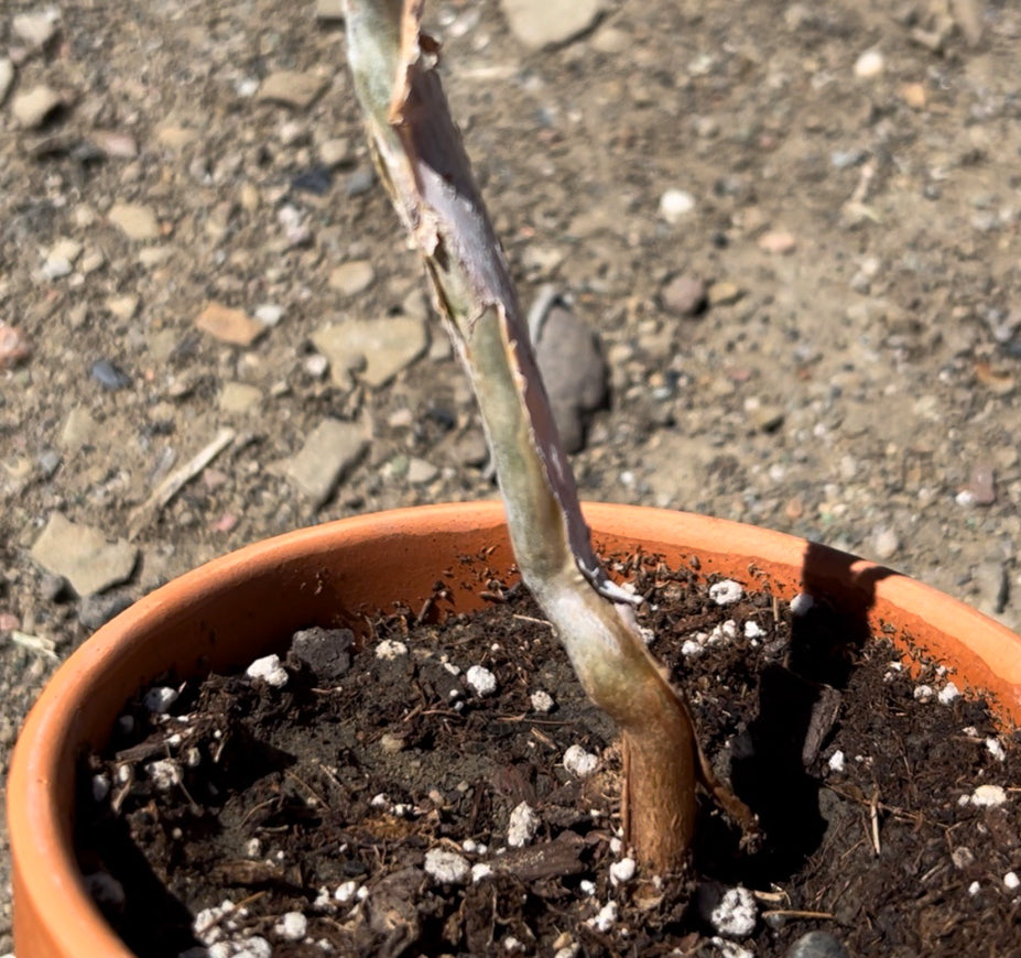 Commiphora Wightii Mukul Myrrh For Sale Trunk View