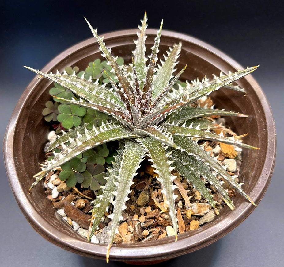 Dyckia Brittle Star Bromeliad For Sale Front View