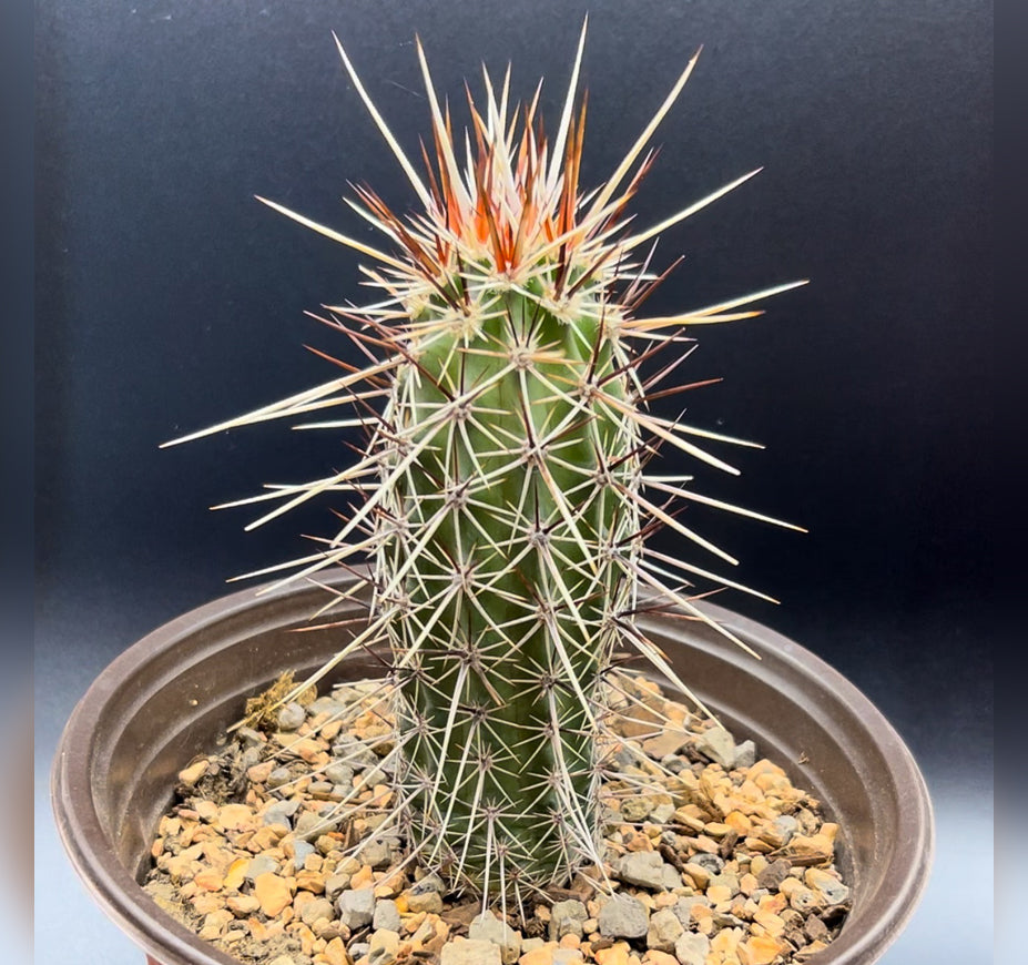 Echinocereus Decumbens Hedgehog Cactus For Sale Front View