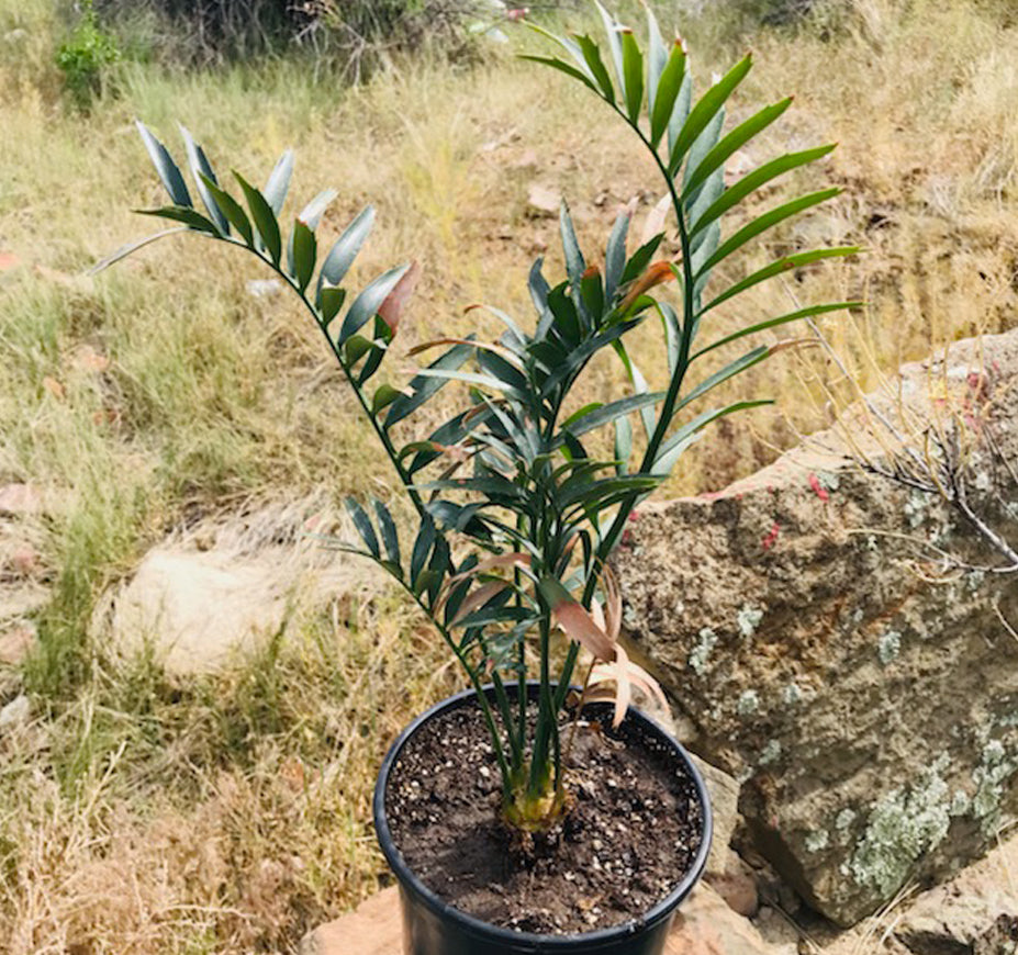 Encephalartos Horridus