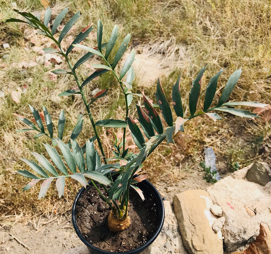 Encephalartos Horridus