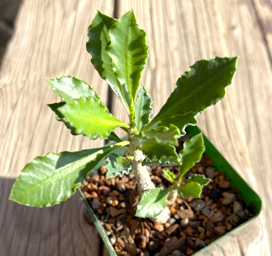 Euphorbia Cap-Saintemariensis Madagascar Caudiciform For Sale Top View
