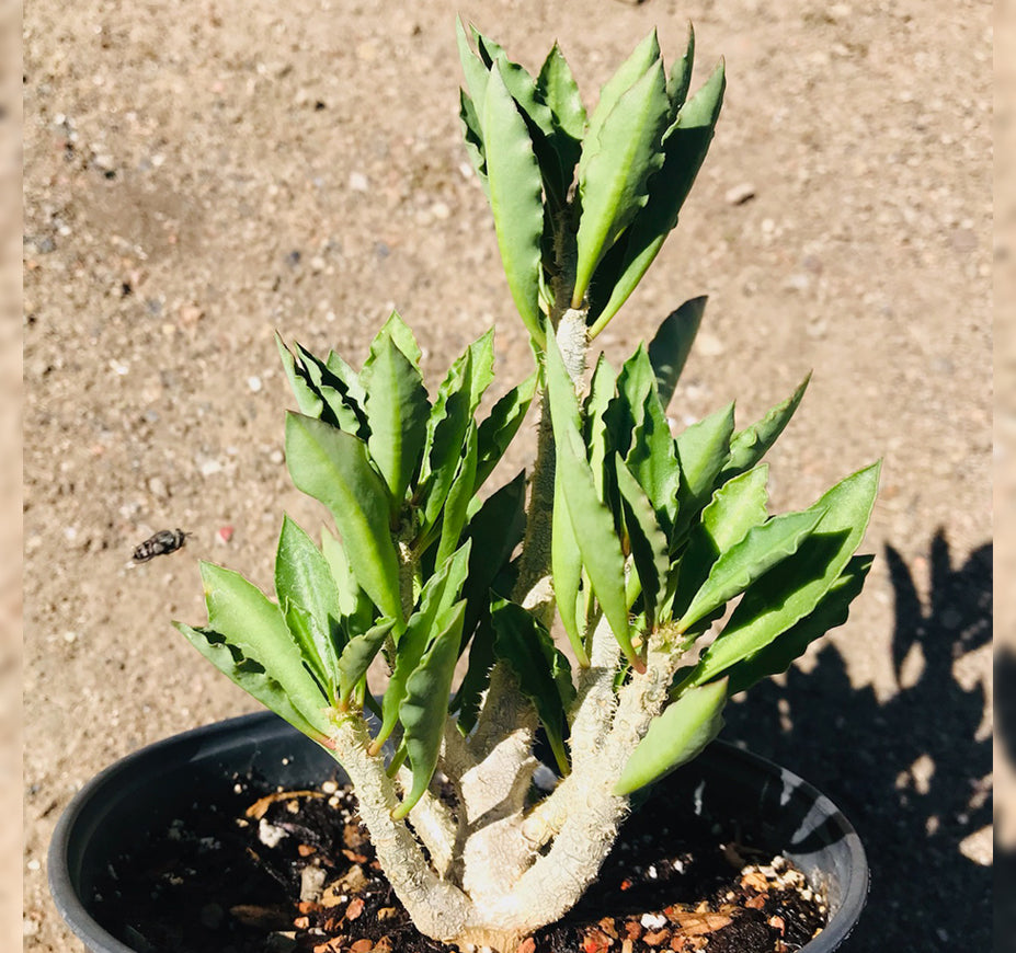 Euphorbia Cap-Saintmariensis