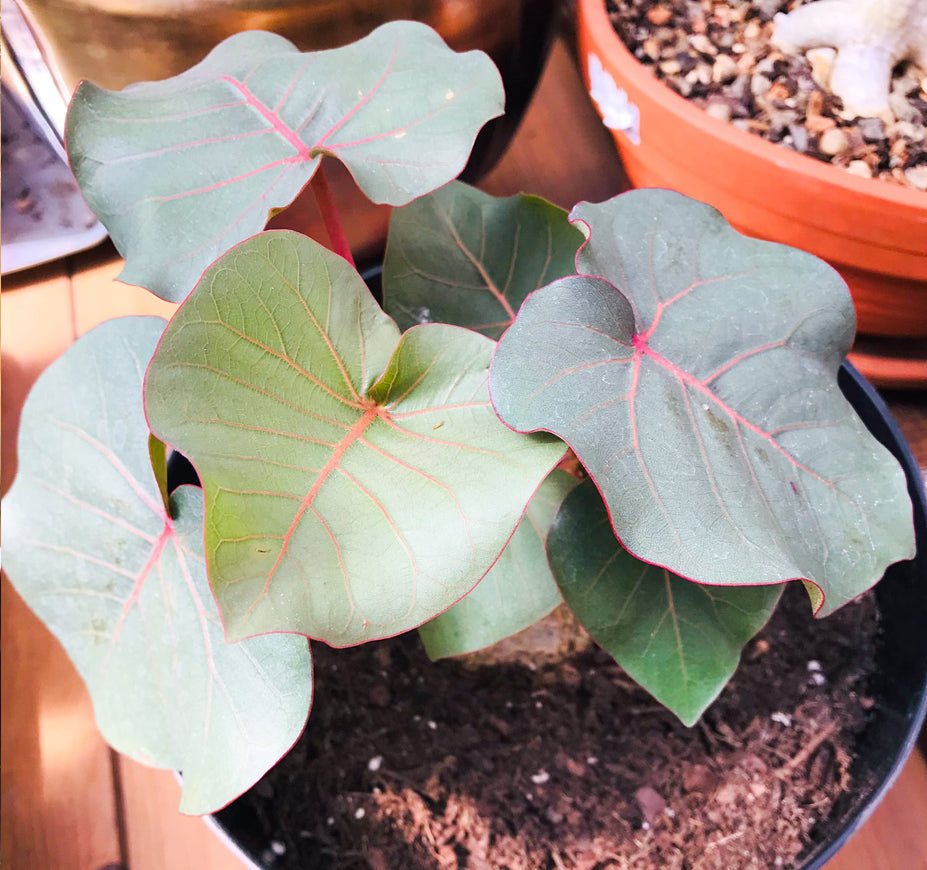 Ficus Petiolaris