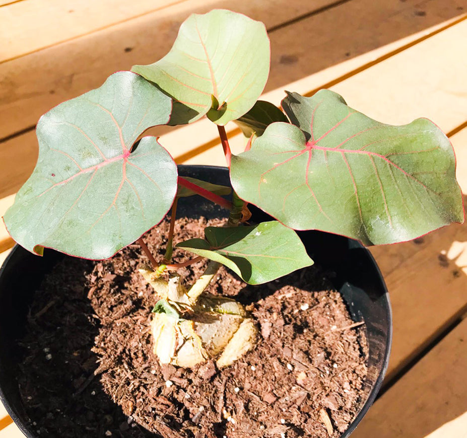 Ficus Petiolaris