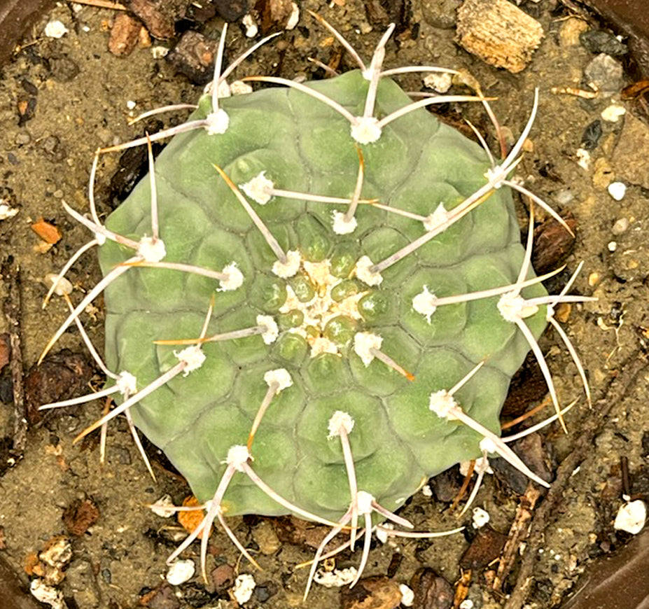 Gymnocalycium Vatteri T-Spine Wonder For Sale Top View