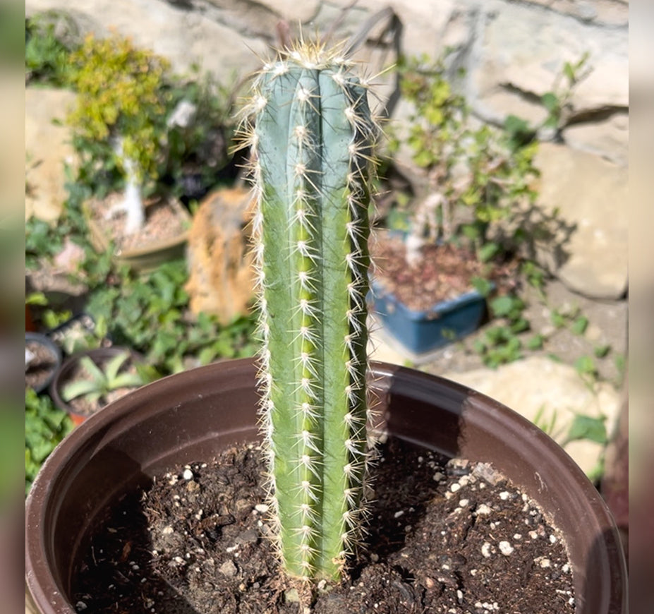 Pilosocereus Pachycladus Wolly Blue Cactus For Sale Front View
