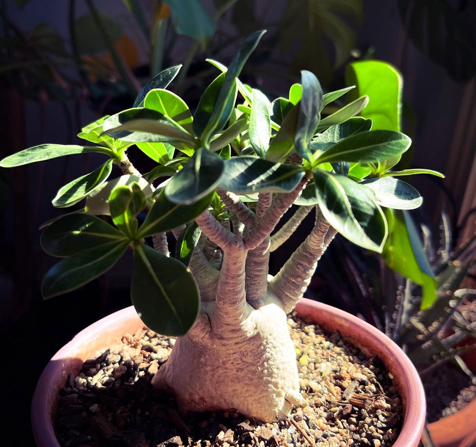 Adenium Arabicum Thai Socotranum for sale with Large Swollen Trunk in 7inch pot