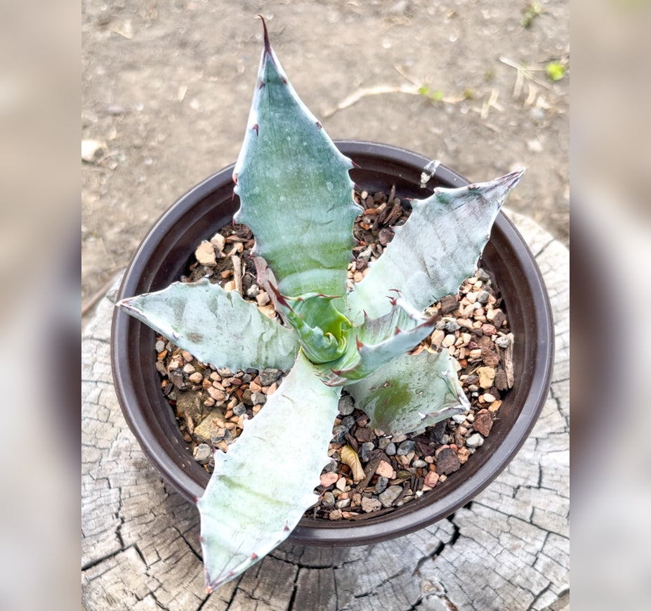 Agave Colorata Century Plant For Sale Front View