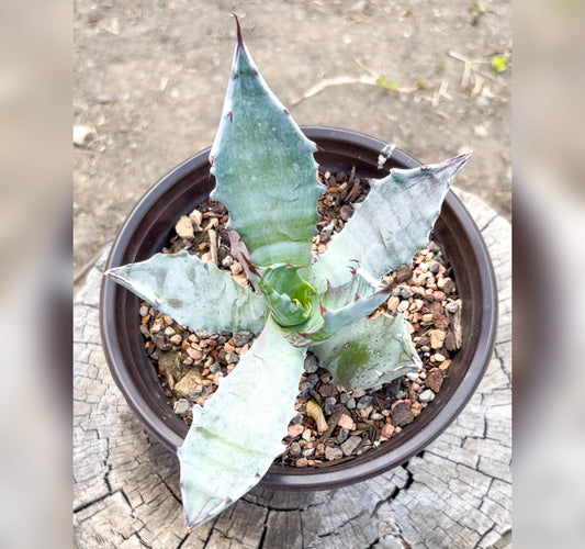 Agave Colorata Century Plant For Sale Front View