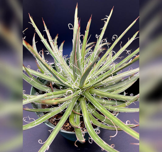 Agave Filifera Var. Schidigera, Agave for Sale Top View