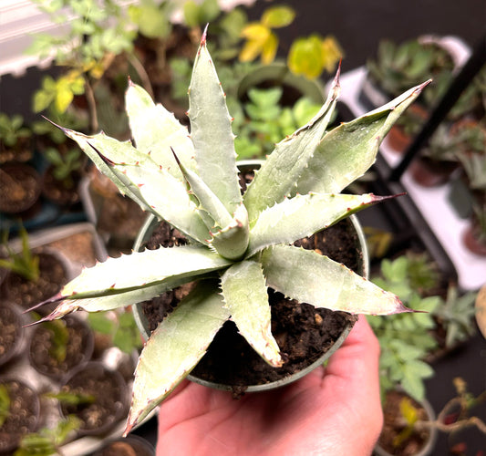 Agave Macroacantha For Sale, Black Spined Agave For Sale