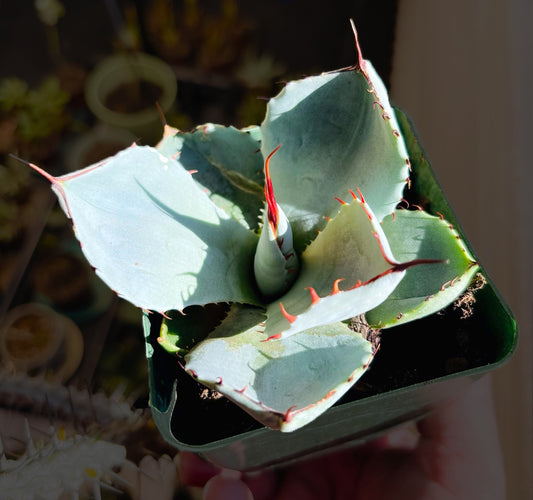 Agave Parryi var. Truncata For Sale Top View