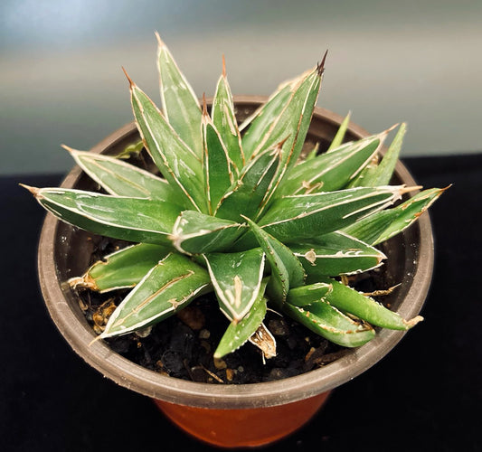 Agave Victoriae Reginae For Sale, Compact Century Plant For Sale, Beautiful Agave