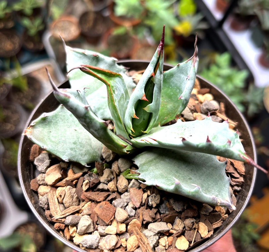 Agave Colorata A