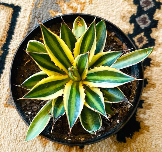 Agave Lophantha Quadricolor