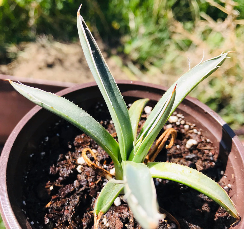 Agave Parviflora