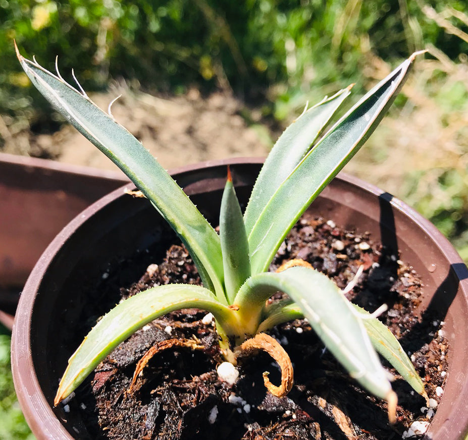 Agave Parviflora