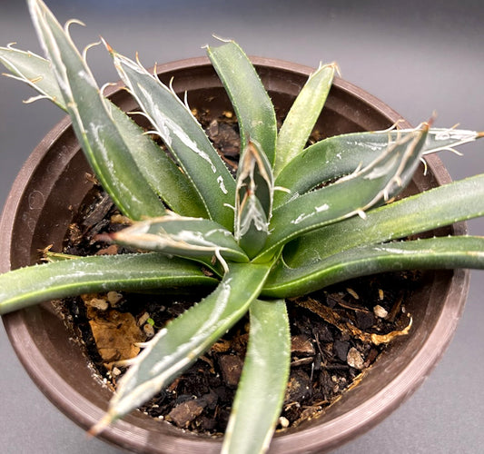 Agave Parviflora For Sale, Santa Cruz Striped Agave for Sale, Small Flower Agave for Sale Front
