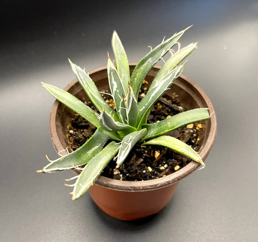 Agave Parviflora