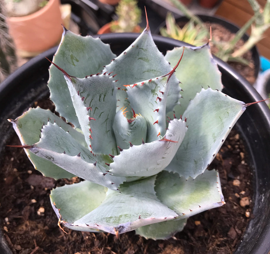 Agave Potatorum