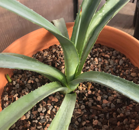 Agave Tequilana