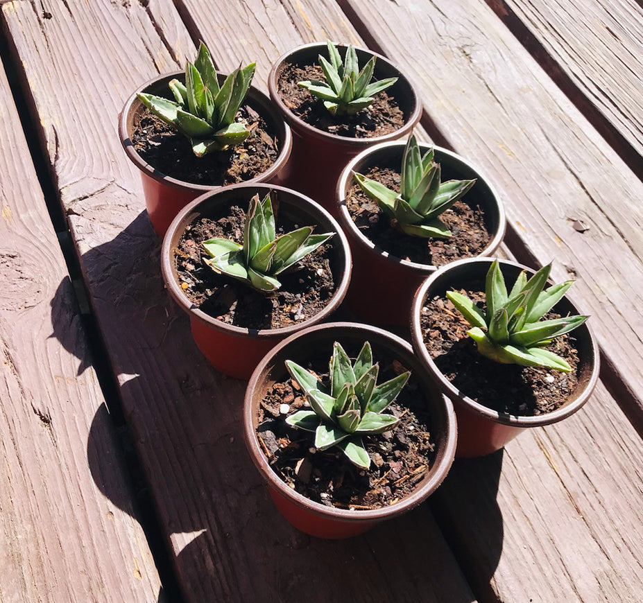 Agave Victoriae Reginae