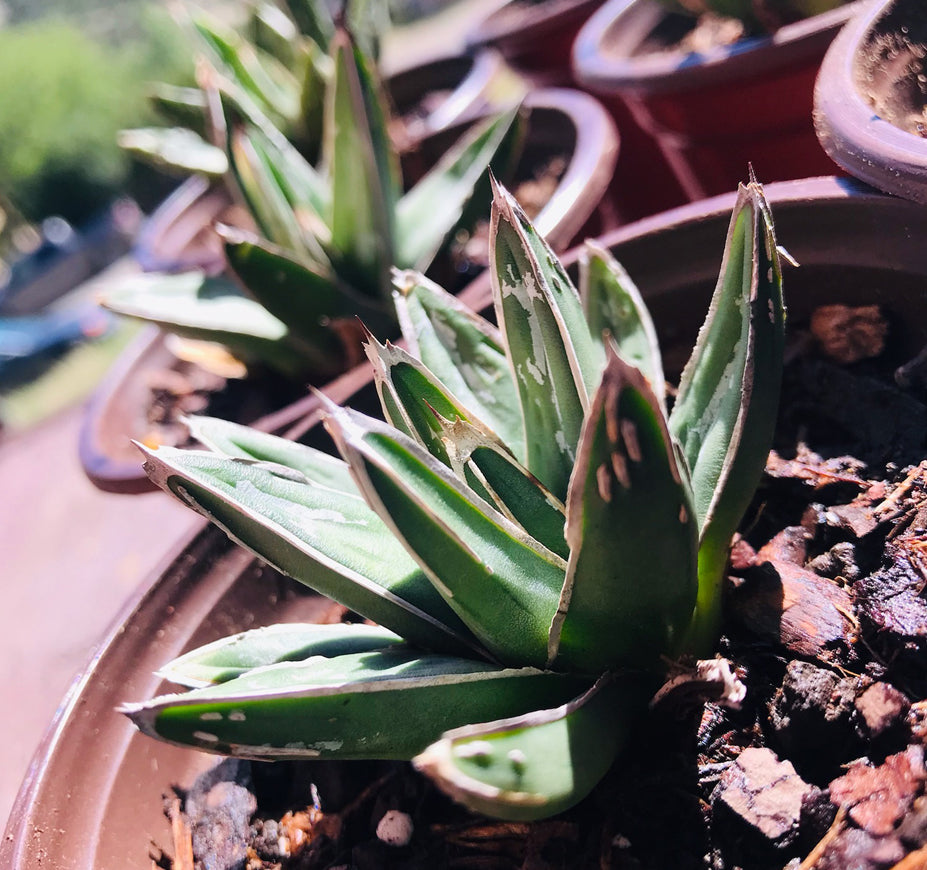 Agave Victoriae Reginae