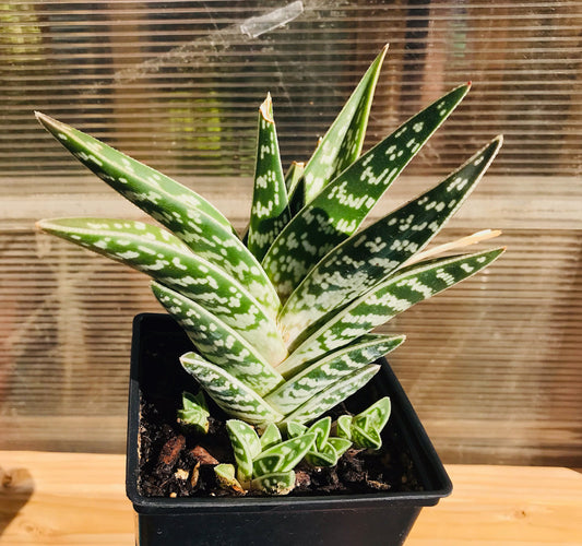 Aloe Variegata For Sale, Beautiful Aloe For Sale, Tiger Aloe For Sale Front View