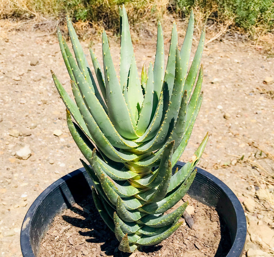 Aloe Dichotoma