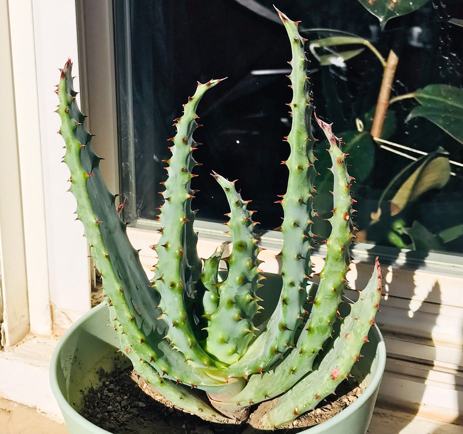 Aloe Marlothii