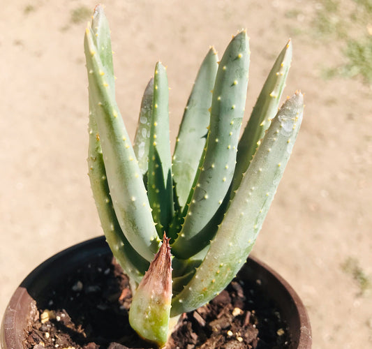Aloe Ramosissima