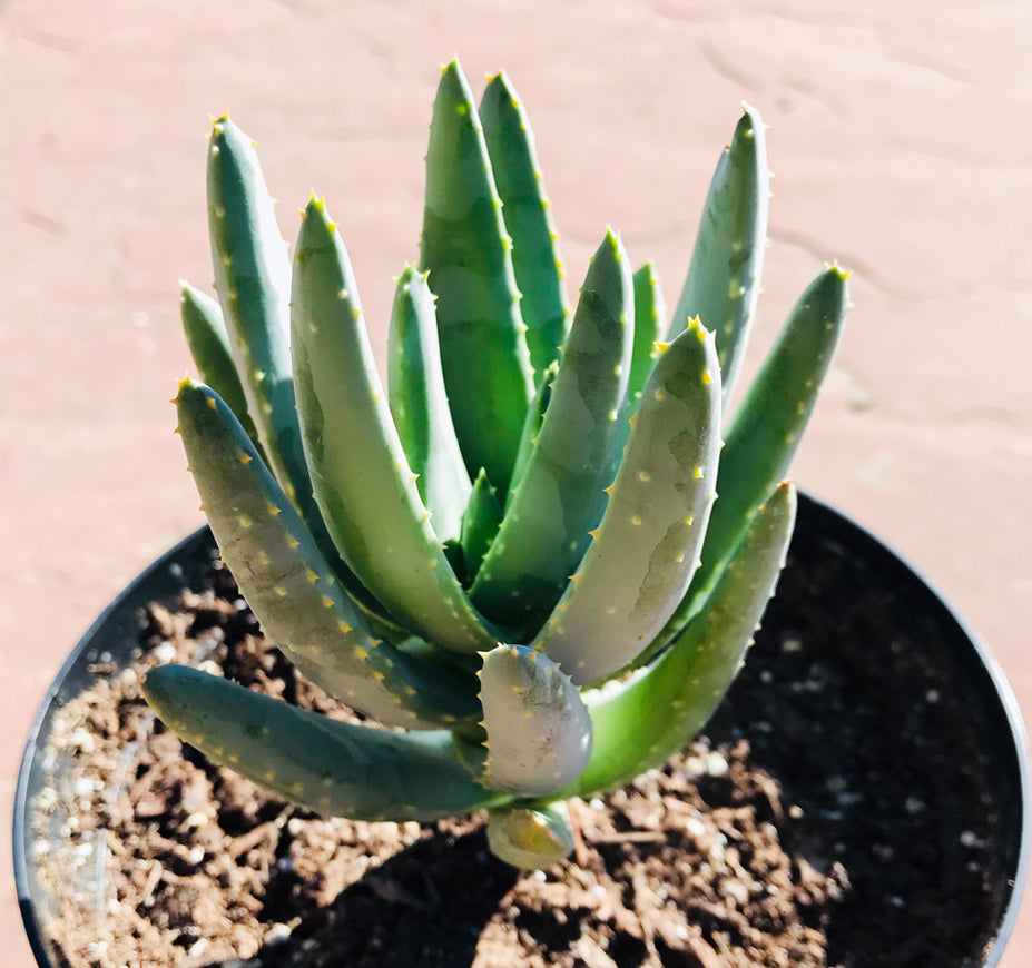 Aloe Ramosissima