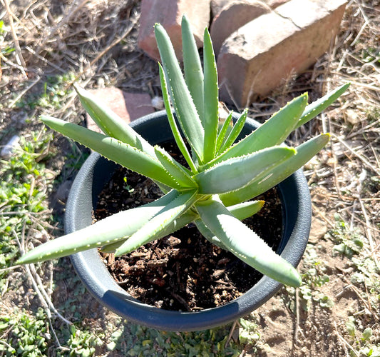 Aloe Ramosissima For Sale, Aloe Tree Shrub, Lush Green Aloe