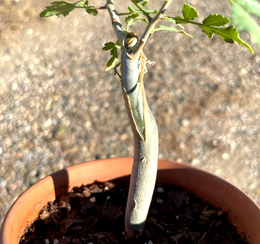 Bursera Fagaroides Torchwood Copal Side View Trunk