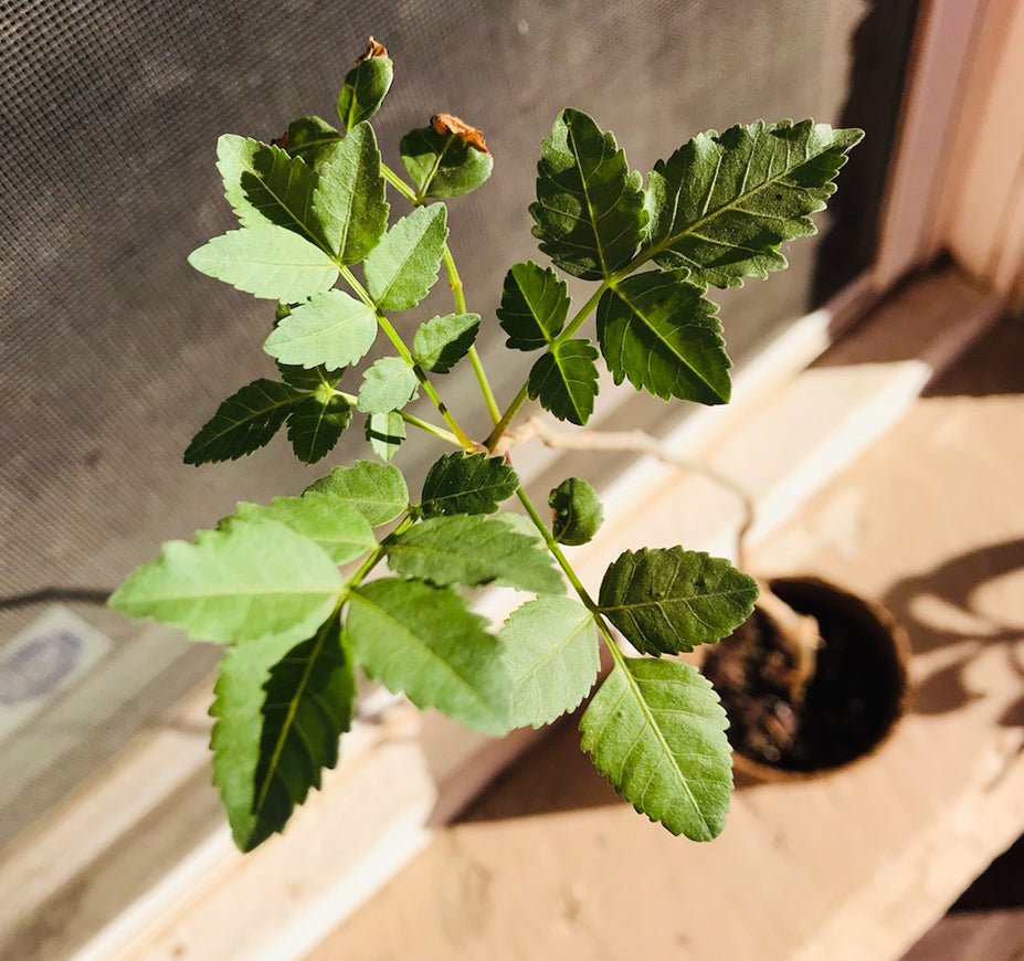 Bursera Fagaroides