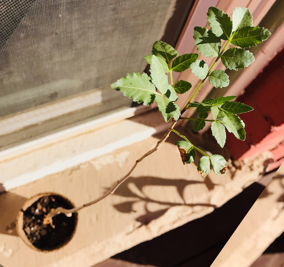 Bursera Fagaroides