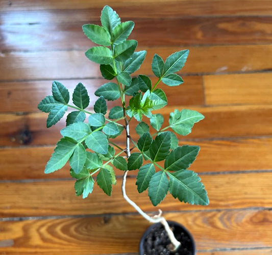 Bursera Fagaroides