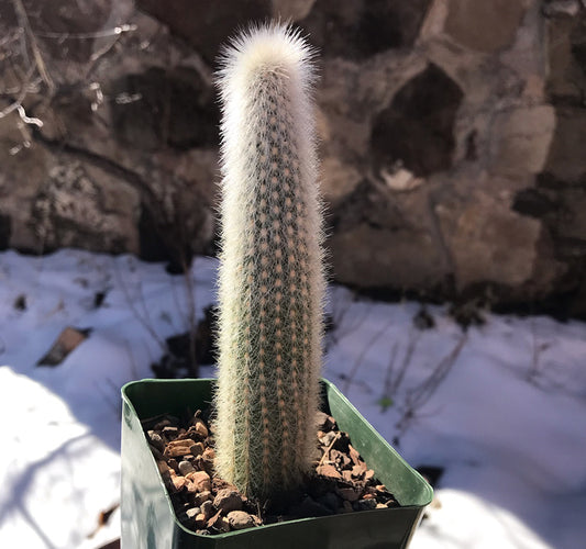 Cleistocactus Strausii