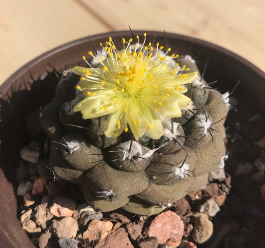 Copiapoa Hypogaea For Sale Yellow Flower Top View