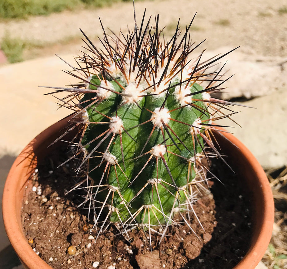 Copiapoa Bridgesii