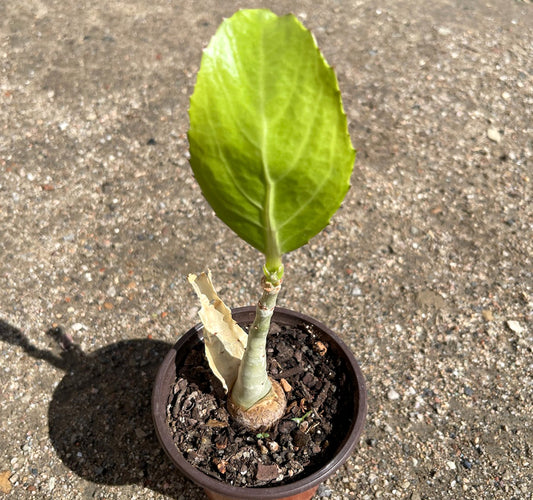 Cyphostemma Juttae Caudiciform For Sale Right View