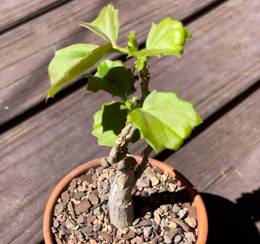 Cyhostemma Quinatum Wild Grape For Sale Front View