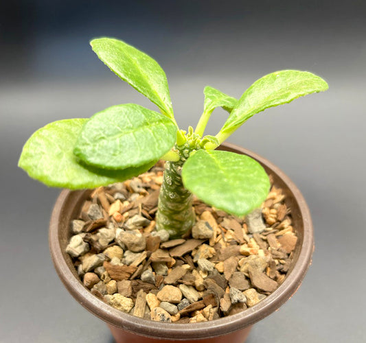 Dorstenia Foetida Hybrid