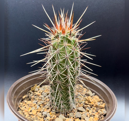 Echinocereus Decumbens Hedgehog Cactus For Sale Front View