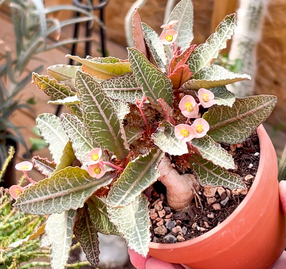 Euphorbia Francoisii Thai Hybrid For Sale Front View