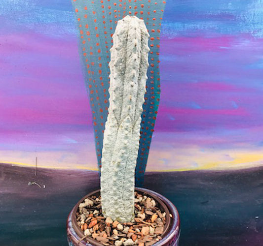 Euphorbia Abdelkuri Grey -  Rare Cactus Succulent Rooted: 9"